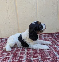 Jersey-F1, a male Cavapoo for sale in Placerville, CA – 3 of 4