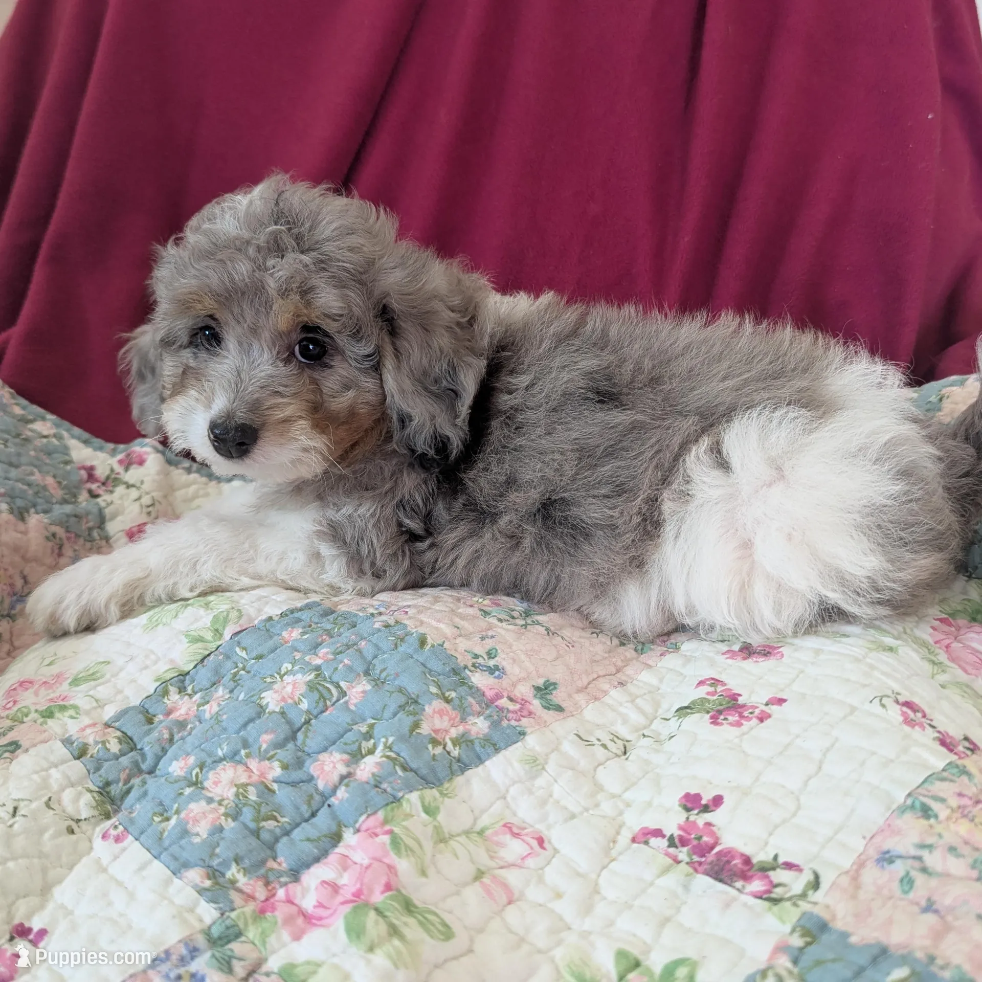 Sapphire-tested parents, a female Miniature Bernedoodle and Miniature Aussiedoodle for sale in Placerville, CA – Photo 4 of 4