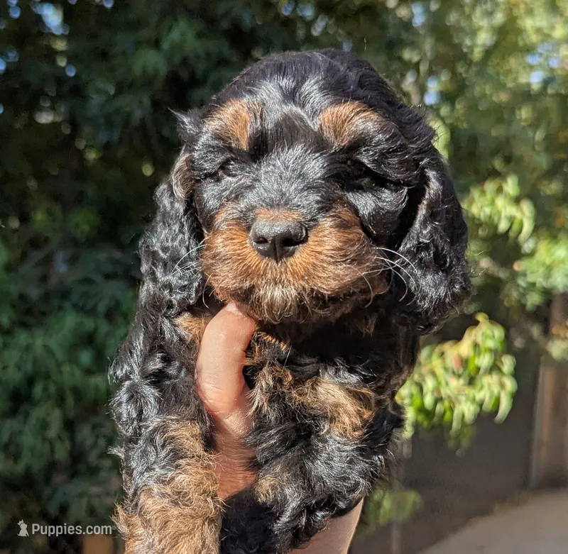 Hudson-F1 – Cavapoo puppy for sale in Placerville, CA