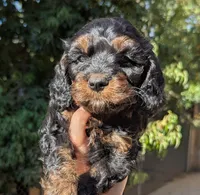 Hudson-F1, a male Cavapoo for sale in Placerville, CA – 1 of 3