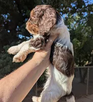 Taffy-F1, a male Cavapoo for sale in Placerville, CA – 2 of 3