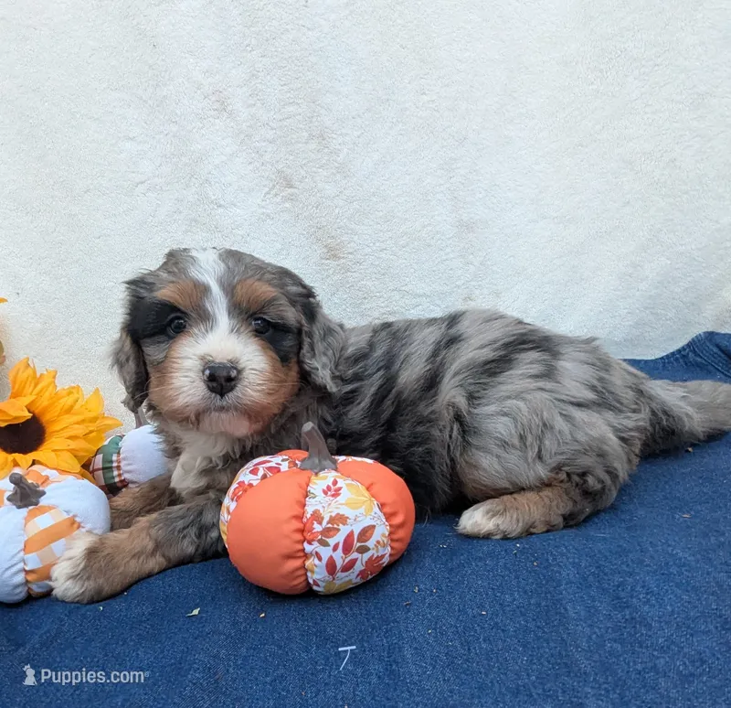 Fiesta-medium ultra – Miniature Bernedoodle puppy for sale in Placerville, CA