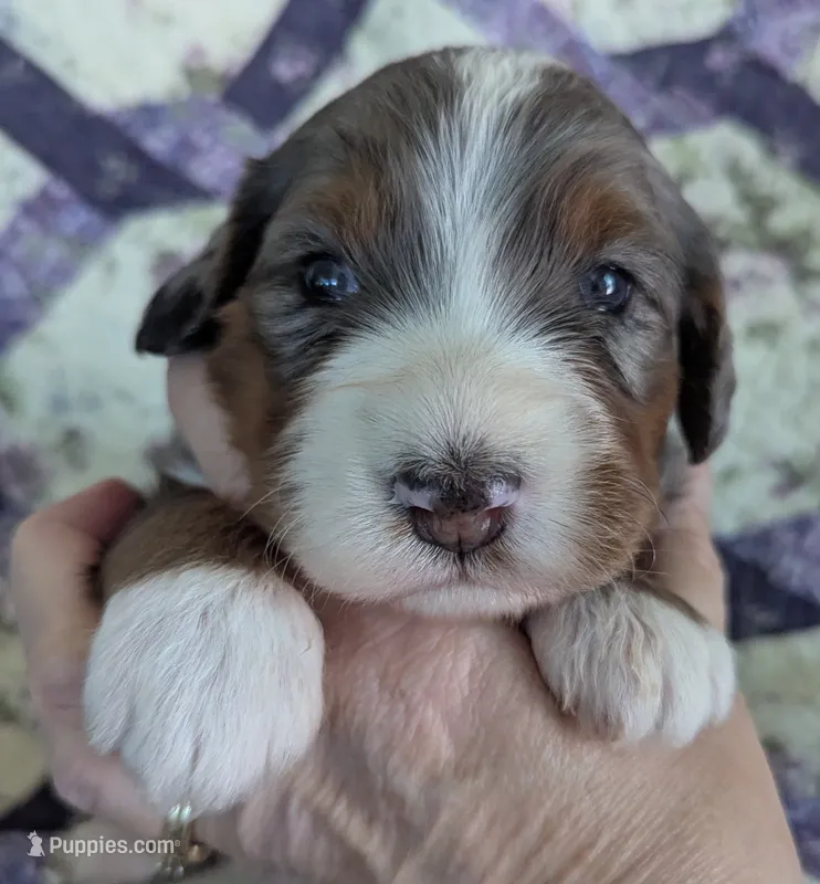 Monsoon-medium ultra – Bernese Mountain Dog, Miniature Bernedoodle puppy for sale in Placerville, CA