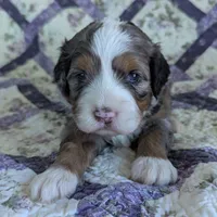 Roswell-medium ultra, a male Bernese Mountain Dog and Miniature Bernedoodle for sale in Placerville, CA – 2 of 3