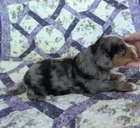 Fiesta-medium ultra, a male Bernese Mountain Dog and Miniature Bernedoodle for sale in Placerville, CA – 3 of 3