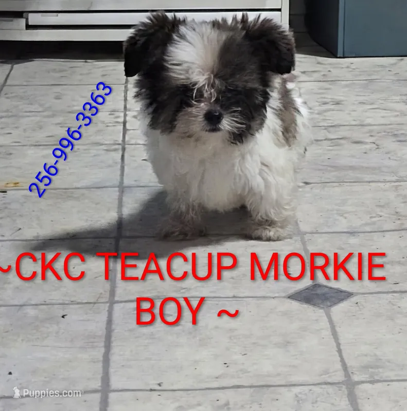 MORKIE BOY – Maltese, Biewer puppy for sale in Henagar, AL