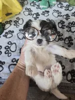 MORKIE BOY, a male Maltese and Biewer for sale in Henagar, AL – 1 of 2