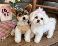 MORKIE BOY, a male Maltese and Biewer for sale in Henagar, AL – 2 of 2