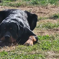 Huey, a male Rottweiler for sale in Clayton, DE – Photo 3 of 6