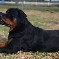 Huey, a male Rottweiler for sale in Clayton, DE – Photo 6 of 6