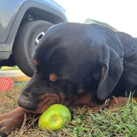Huey, a male Rottweiler for sale in Clayton, DE – Photo 5 of 6