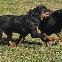 Huey, a male Rottweiler for sale in Clayton, DE – Photo 4 of 6