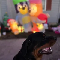 Huey, a male Rottweiler for sale in Clayton, DE – Photo 2 of 6