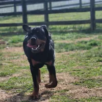 Huey, a male Rottweiler for sale in Clayton, DE – Photo 1 of 6