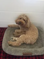 Rowdie, a male Cockapoo for sale in Nixa, MO – 7 of 8