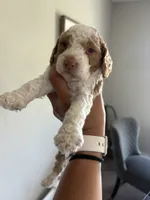Rowdie, a male Cockapoo for sale in Nixa, MO – 1 of 8