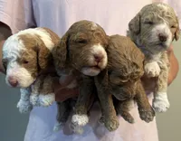 Blondie, a female Cockapoo for sale in Nixa, MO – 4 of 8