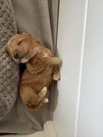 Winnie, a female Cockapoo for sale in Nixa, MO – 4 of 8