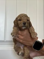 Winnie, a female Cockapoo for sale in Nixa, MO – 2 of 8