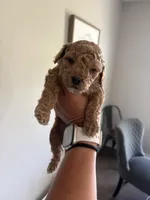 Winnie, a female Cockapoo for sale in Nixa, MO – 1 of 8