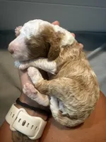 Rowdie, a male Cockapoo for sale in Nixa, MO – 2 of 8