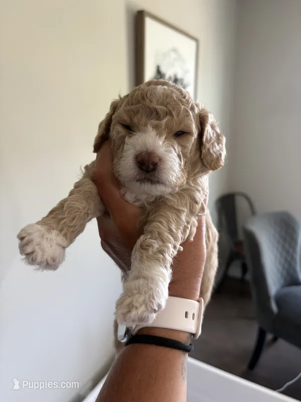 Blondie – Cockapoo puppy for sale in Nixa, MO
