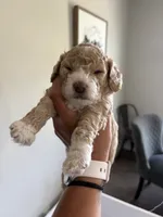 Blondie, a female Cockapoo for sale in Nixa, MO – 1 of 8