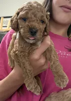Winnie, a female Cockapoo for sale in Nixa, MO – 3 of 8