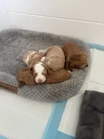 Rowdie, a male Cockapoo for sale in Nixa, MO – 6 of 8