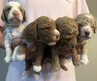 Rowdie, a male Cockapoo for sale in Nixa, MO – 3 of 8