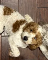 Winnie, a female Cockapoo for sale in Nixa, MO – 8 of 8