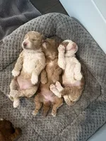 Blondie, a female Cockapoo for sale in Nixa, MO – 3 of 8