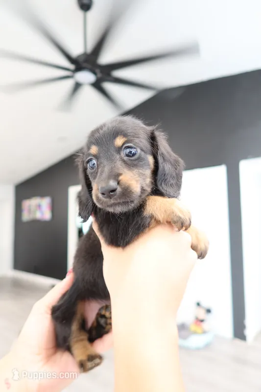 Milly – Miniature Dachshund puppy for sale in Pompano Beach, FL