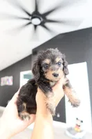 Hazey , a female Miniature Dachshund for sale in Pompano Beach, FL – 1 of 2
