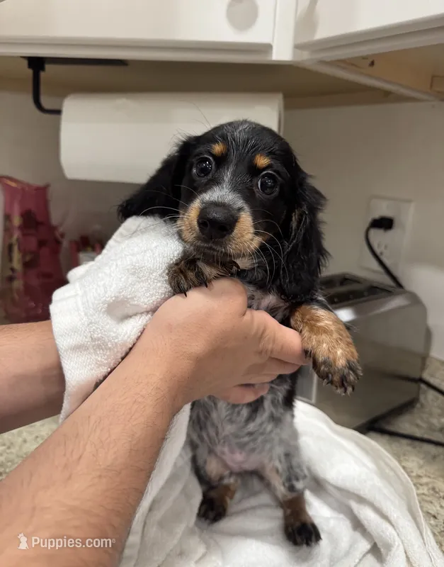 HAZELS 2026 LITTER  – Miniature Dachshund puppy for sale in Coral Springs, FL