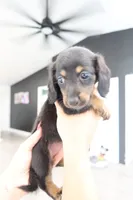 Milly, a female Miniature Dachshund for sale in Pompano Beach, FL – 2 of 2