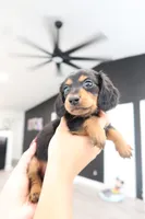 River , a male Miniature Dachshund for sale in Pompano Beach, FL – 2 of 2