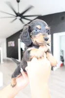 Spooky, a male Miniature Dachshund for sale in Pompano Beach, FL – 2 of 2