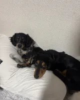 HAZELS 2026 LITTER , a  Miniature Dachshund for sale in Coral Springs, FL – 9 of 10