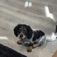 HAZELS 2026 LITTER , a  Miniature Dachshund for sale in Coral Springs, FL – 7 of 10