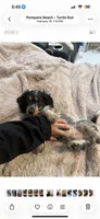 HAZELS 2026 LITTER , a  Miniature Dachshund for sale in Coral Springs, FL – 10 of 10