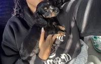 HAZELS 2026 LITTER , a  Miniature Dachshund for sale in Coral Springs, FL – 2 of 10