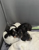 HAZELS 2026 LITTER , a  Miniature Dachshund for sale in Coral Springs, FL – 4 of 10
