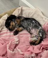 HAZELS 2026 LITTER , a  Miniature Dachshund for sale in Coral Springs, FL – 5 of 10