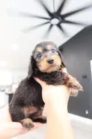 Troop, a male Miniature Dachshund for sale in Pompano Beach, FL – 2 of 2