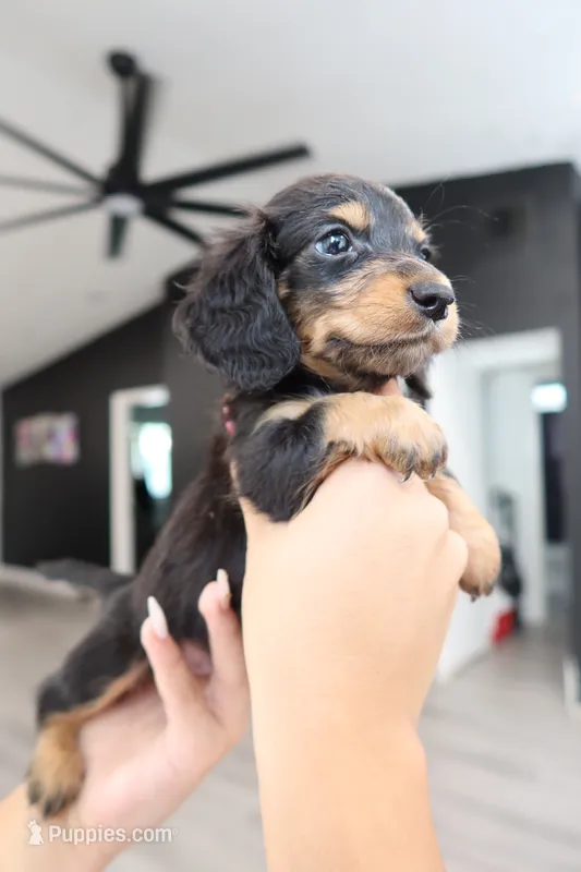 Spooky – Miniature Dachshund puppy for sale in Pompano Beach, FL