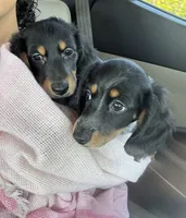 HAZELS 2026 LITTER , a  Miniature Dachshund for sale in Coral Springs, FL – 8 of 10