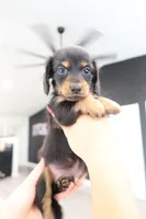Winnie, a male Miniature Dachshund for sale in Pompano Beach, FL – 2 of 2