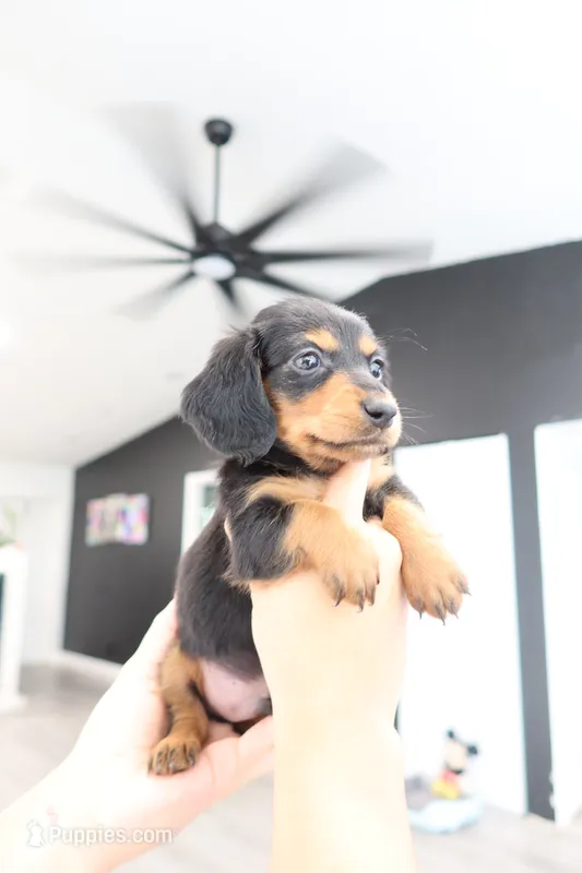River  – Miniature Dachshund puppy for sale in Pompano Beach, FL