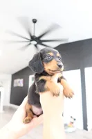 River , a male Miniature Dachshund for sale in Pompano Beach, FL – 1 of 2